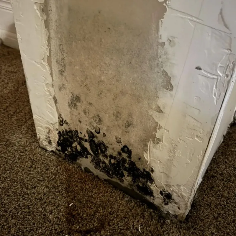 Professional Mold Removal in Ellsworth, WI